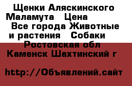 Щенки Аляскинского Маламута › Цена ­ 10 000 - Все города Животные и растения » Собаки   . Ростовская обл.,Каменск-Шахтинский г.